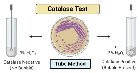 is bacillus subtilis catalase positive or negative